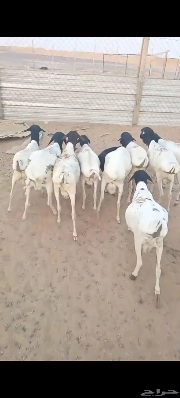 بالخرج برابر مرابي جذعان وشرط اللحمة 2
