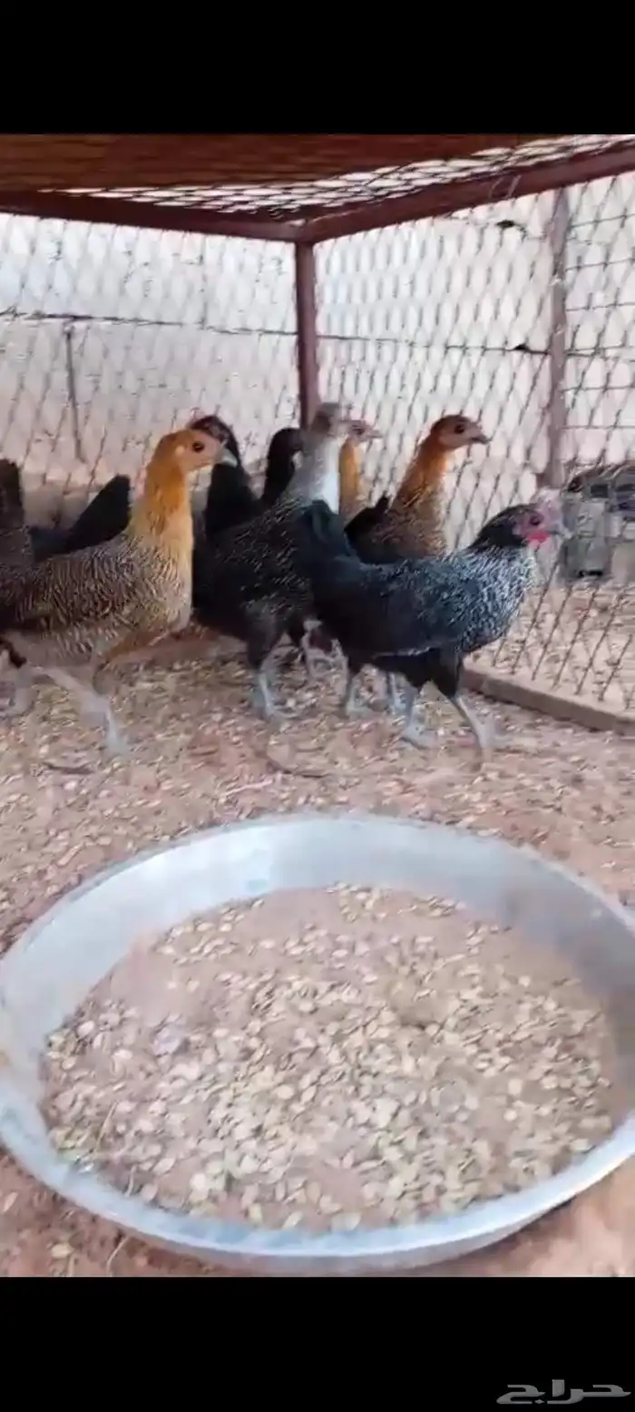 صيصان للبيع عمر2شهر 0