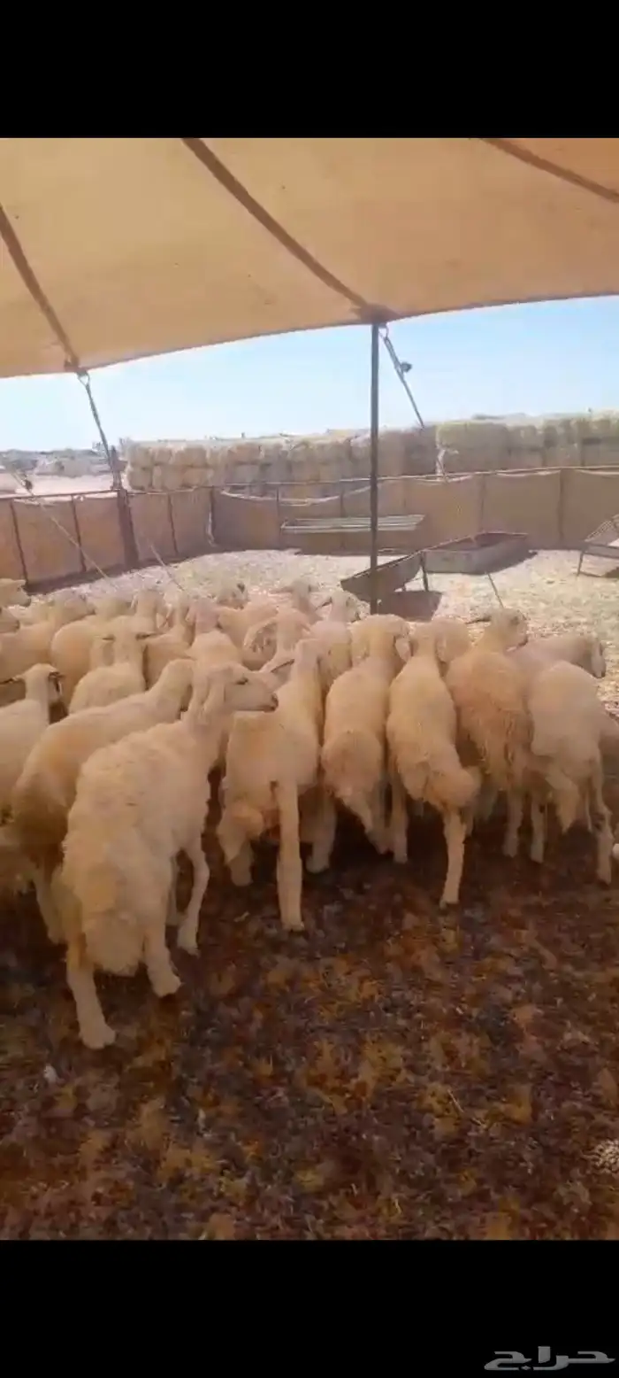 لبيع ارخال حريات العدد 60 العمر 3 الي 4 اشهور وفوق الرخال من 0