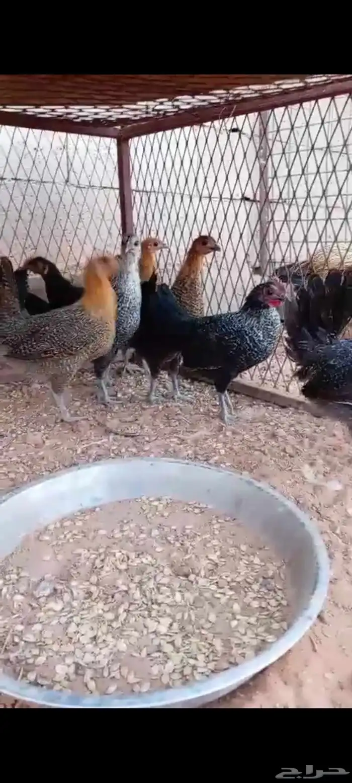 صيصان للبيع عمر2شهر 1