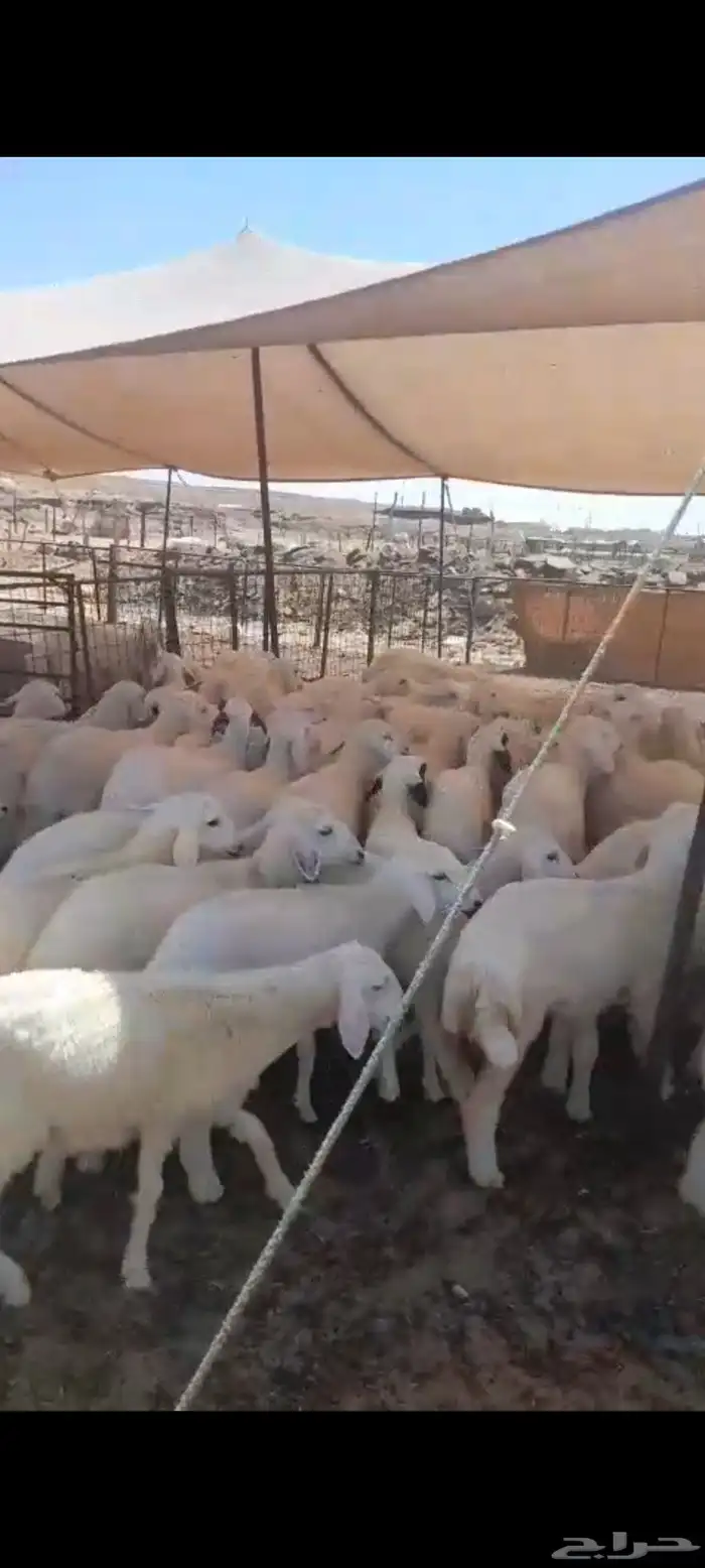 لبيع ارخال حريات العدد 60 العمر 3 الي 4 اشهور وفوق الرخال من 2