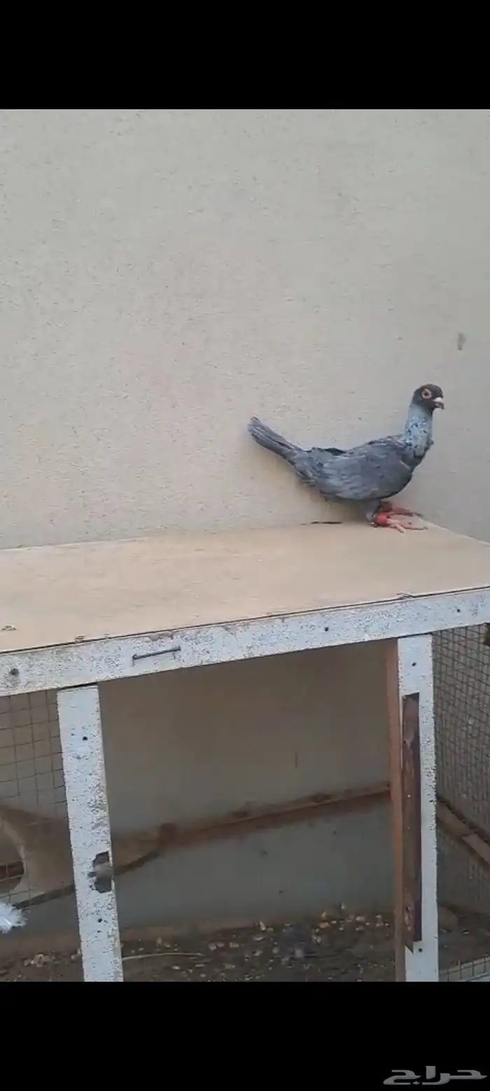 حمام سوري لبيع 0