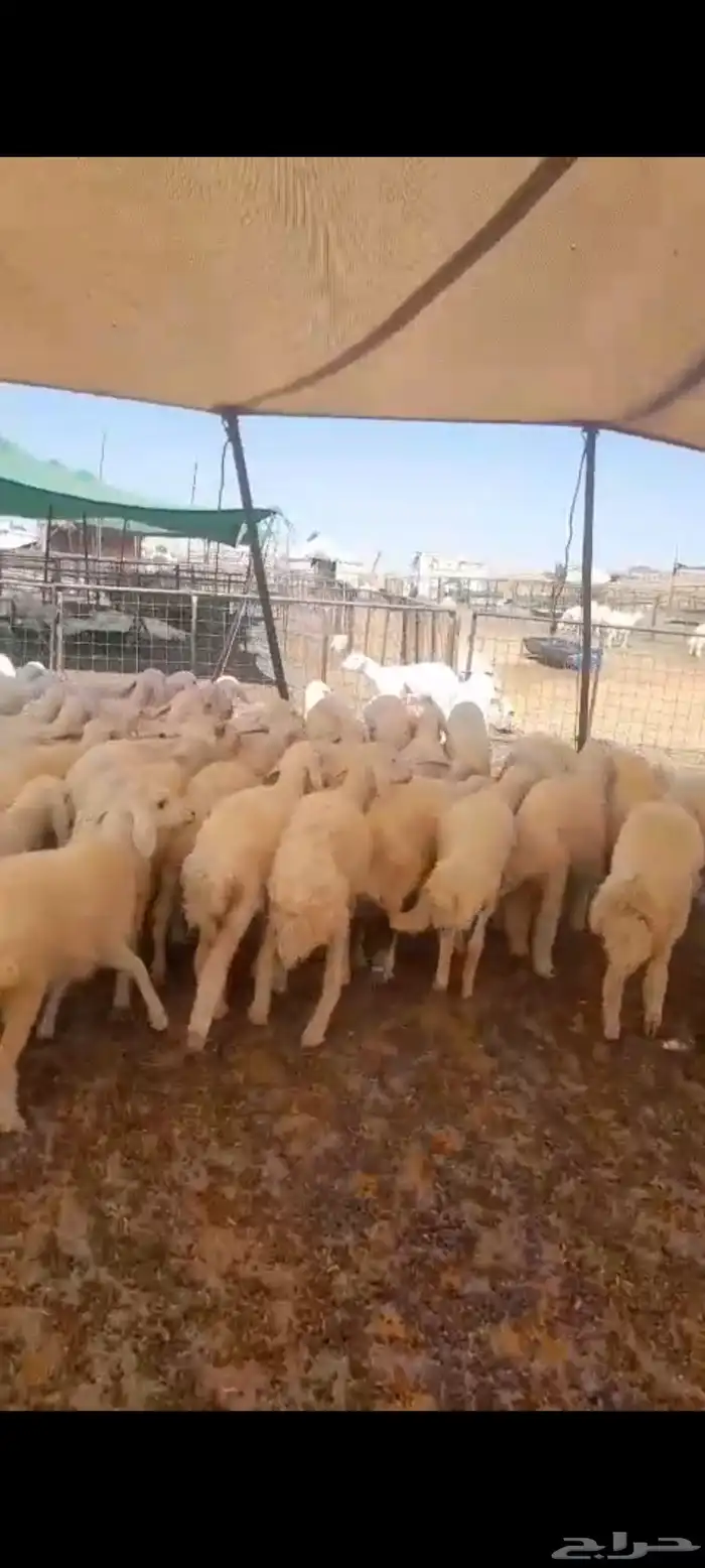لبيع ارخال حريات العدد 60 العمر 3 الي 4 اشهور وفوق الرخال من 7