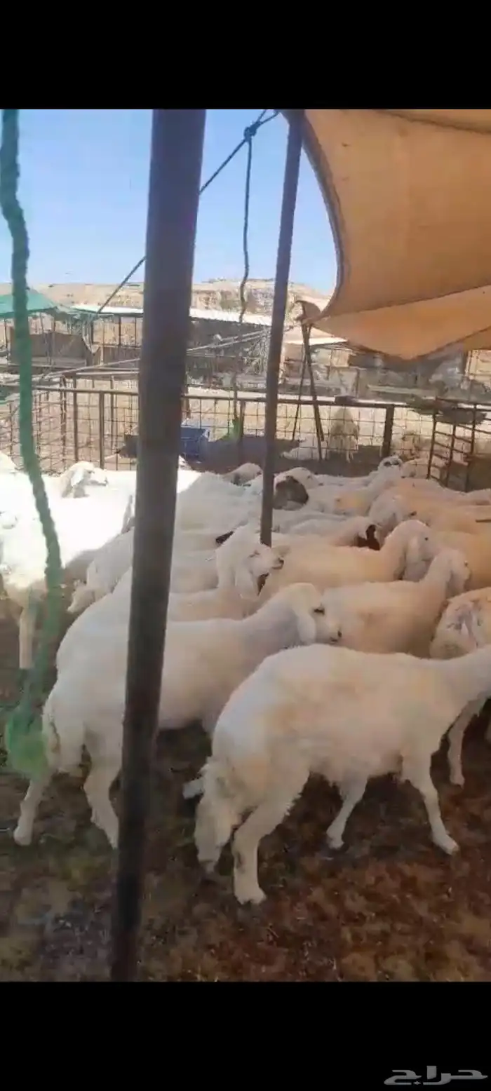 لبيع ارخال حريات العدد 60 العمر 3 الي 4 اشهور وفوق الرخال من 4