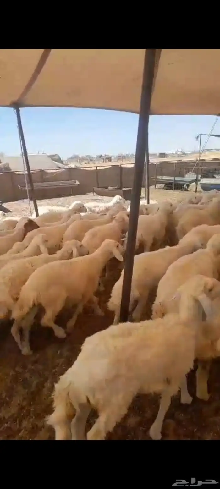 لبيع ارخال حريات العدد 60 العمر 3 الي 4 اشهور وفوق الرخال من 9