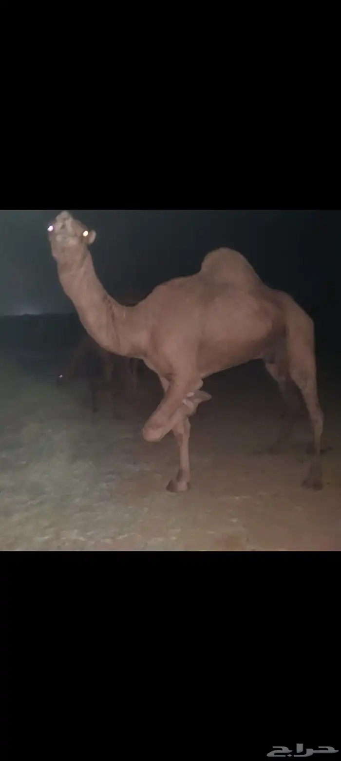 قعود ساحلي احمر المظيلف 1