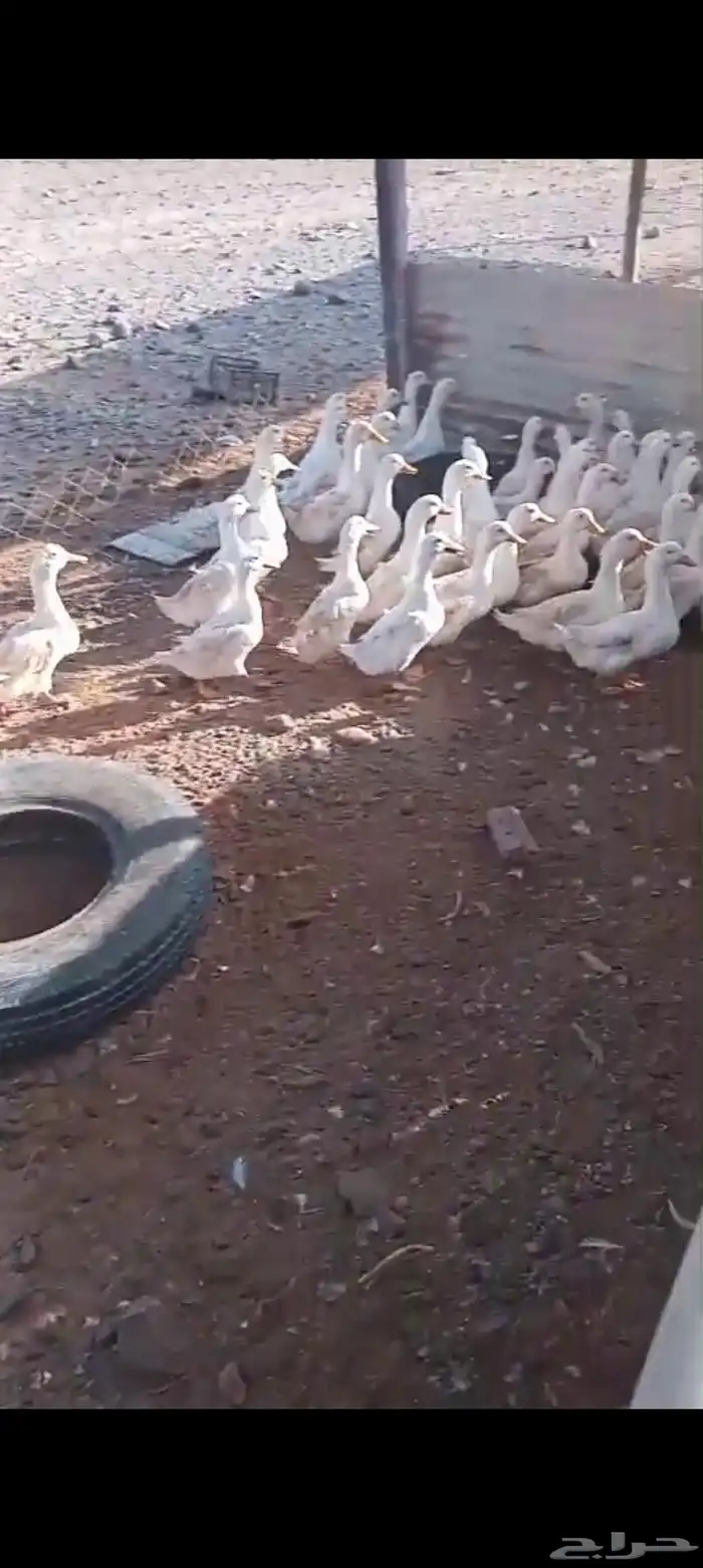 بط بكيني للبيع 0