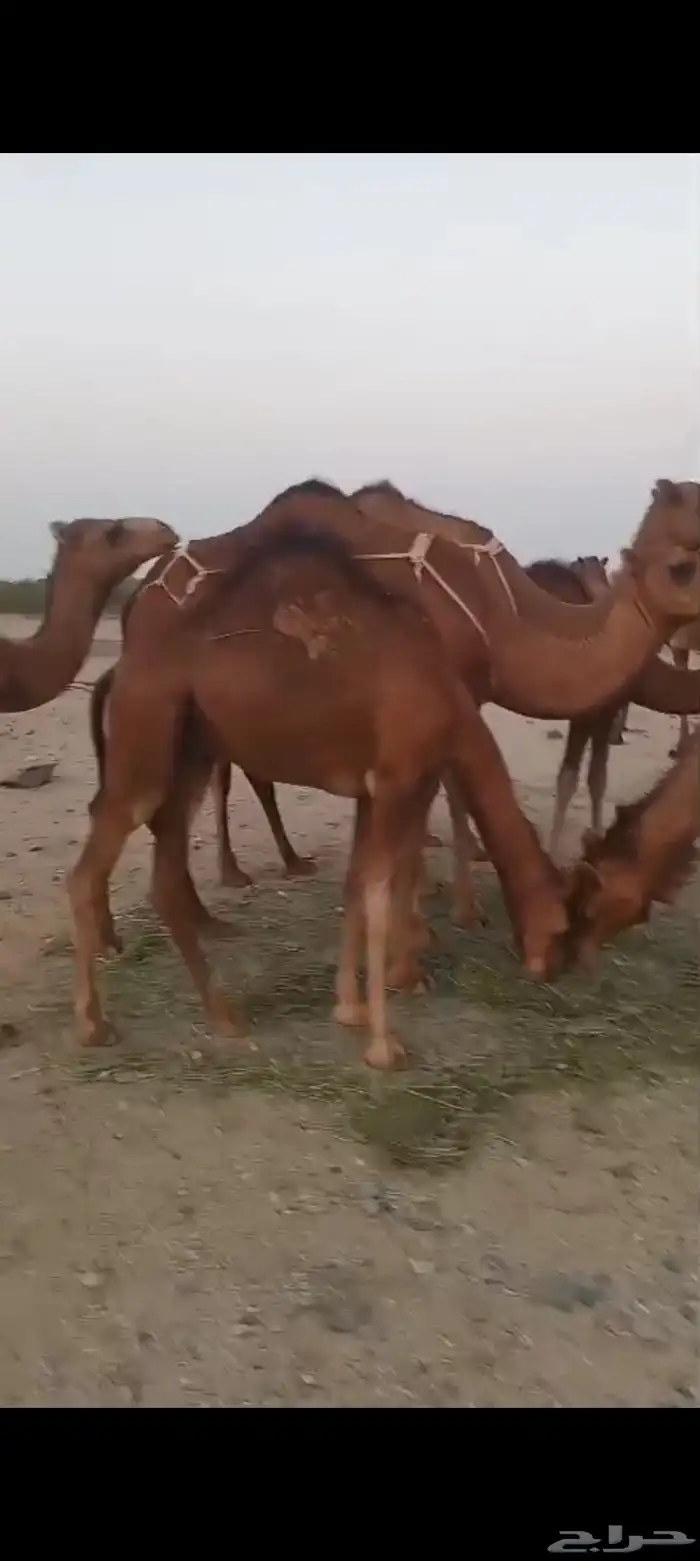 4 بكار دهم جذعات خلفات تم البيع 3