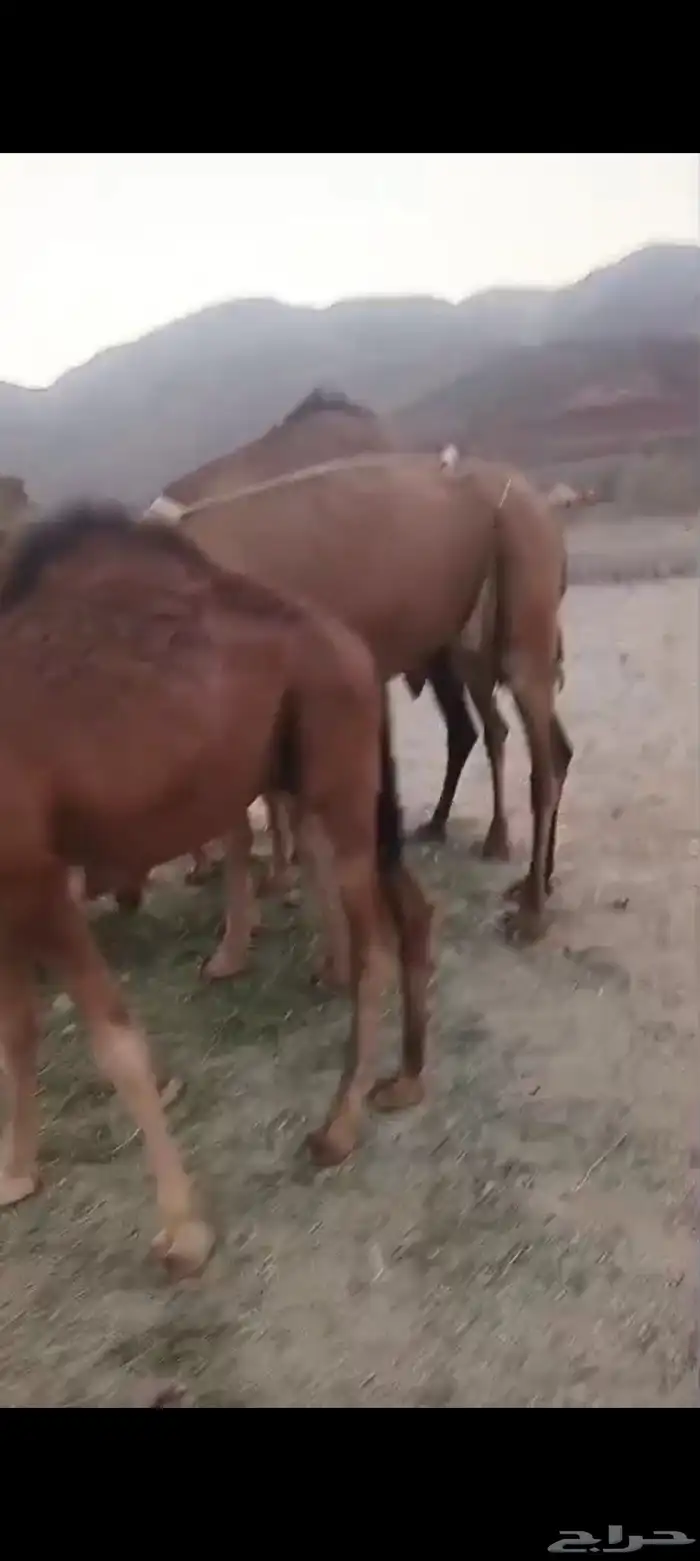 4 بكار دهم جذعات خلفات تم البيع 1