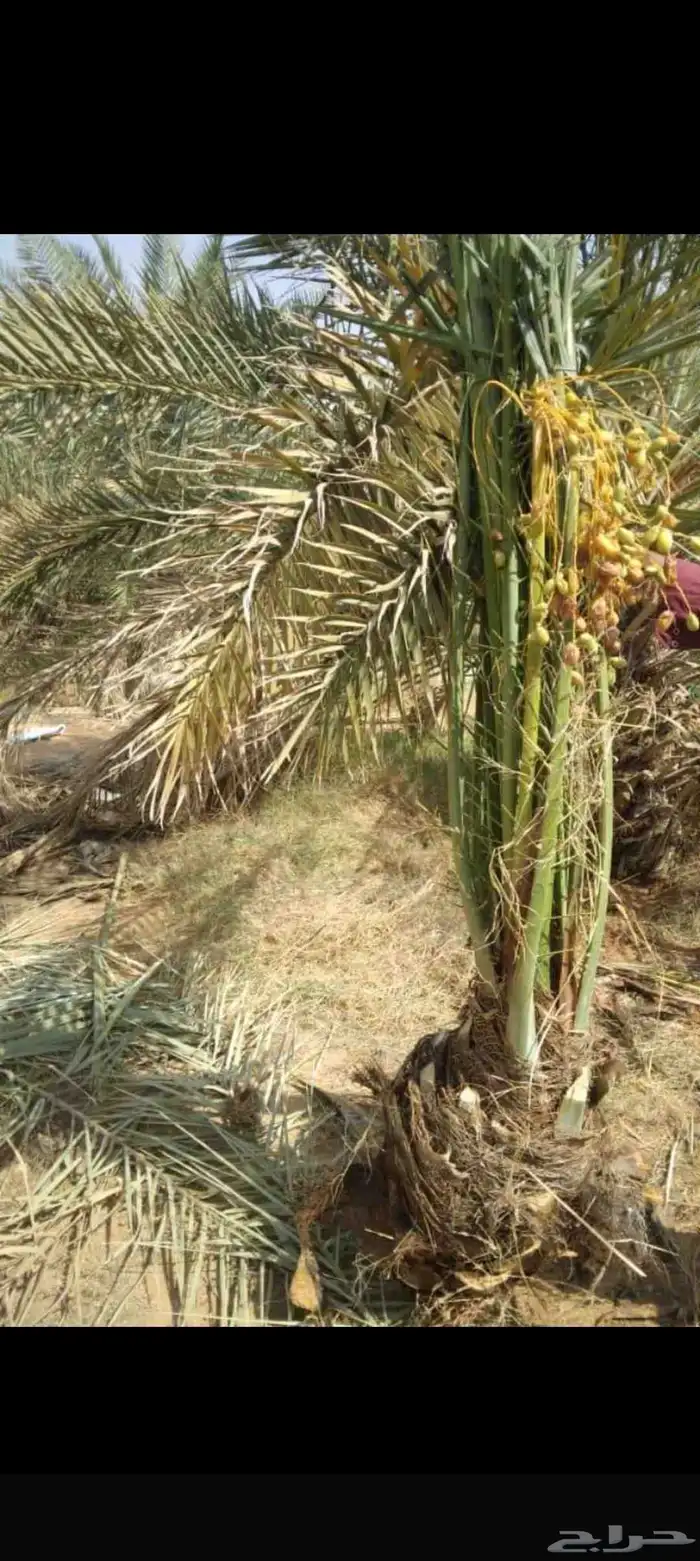 جميع انواع النخيل المثمرة وتوصيل 7