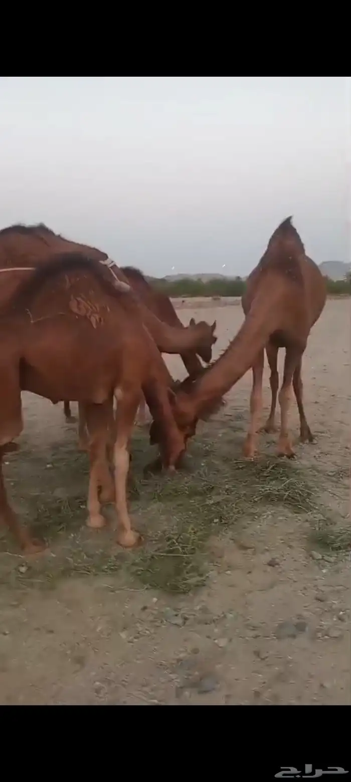 4 بكار دهم جذعات خلفات تم البيع 4