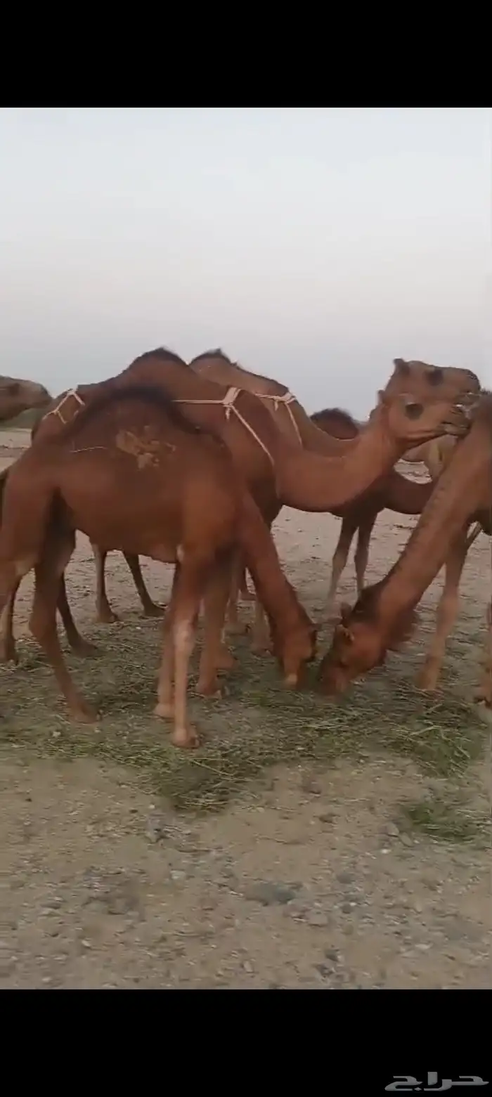 4 بكار دهم جذعات خلفات تم البيع 0