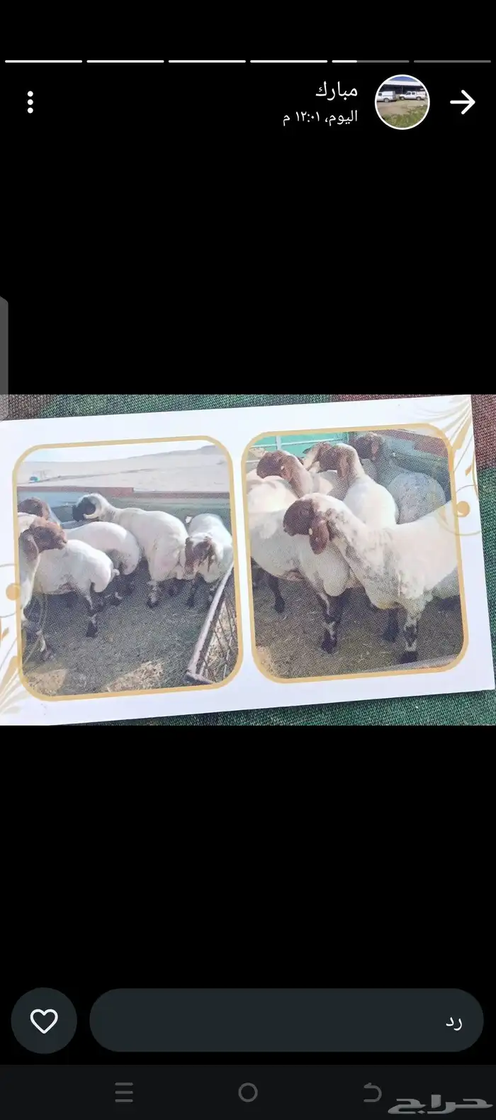 حلاق غنم ماكينه 0