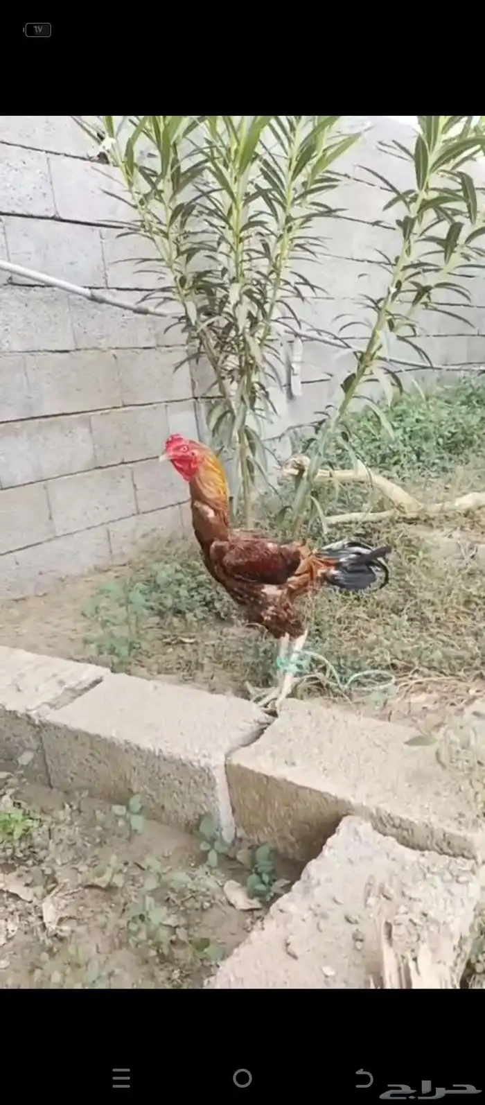 ديك باكستاني 4