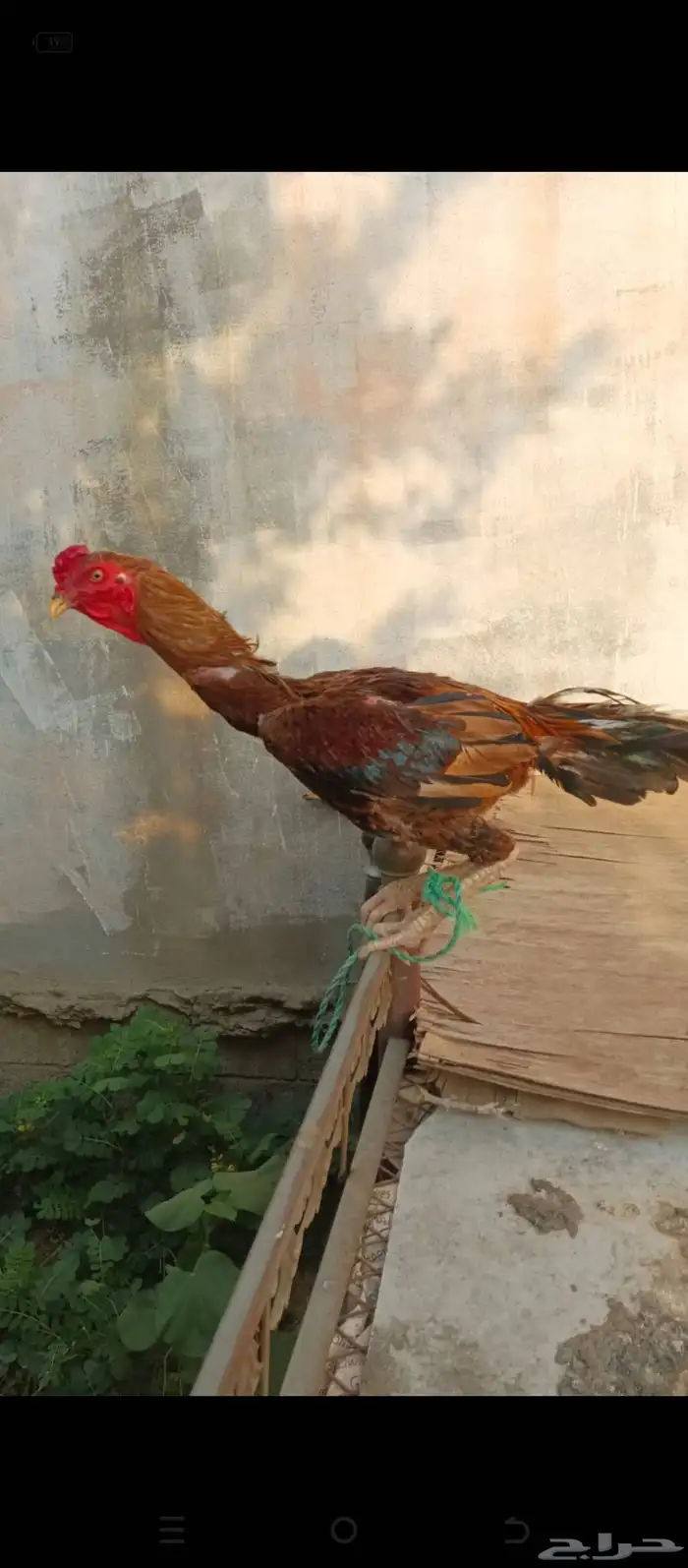 ديك باكستاني 6