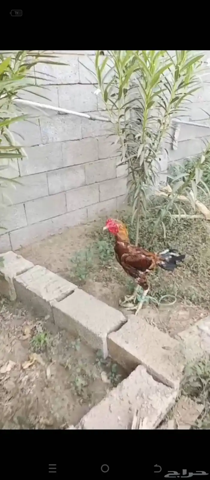 ديك باكستاني 5