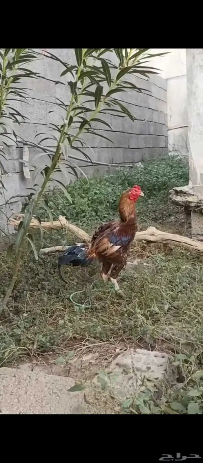 ديك باكستاني 2