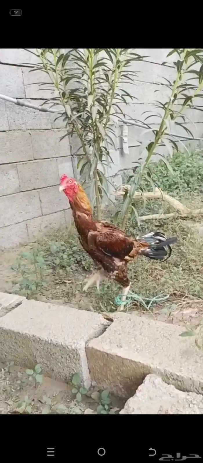 ديك باكستاني 3
