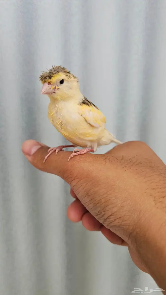 فرخ كناري غر وهدد تم البيع 1