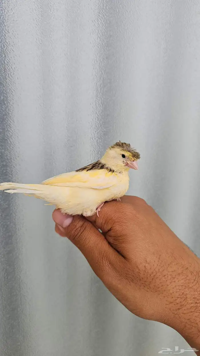 فرخ كناري غر وهدد تم البيع 6