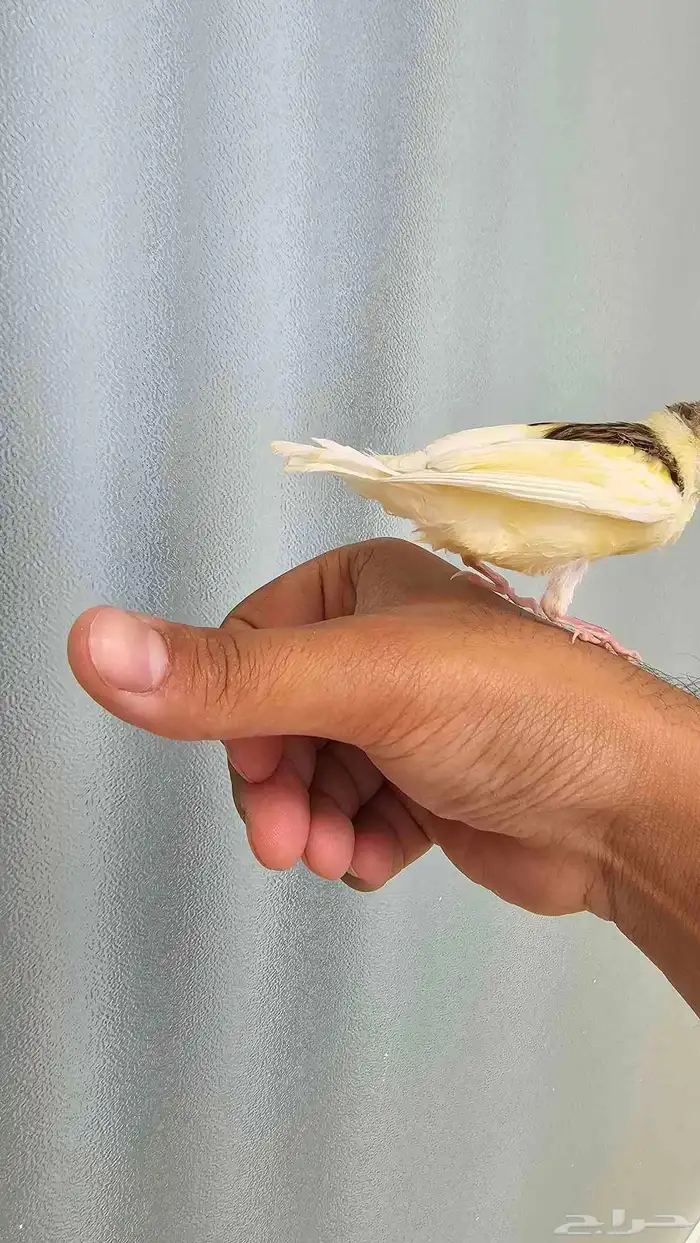 فرخ كناري غر وهدد تم البيع 9