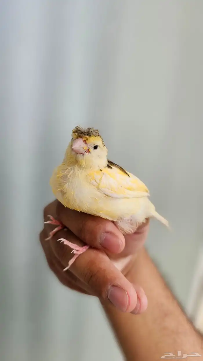 فرخ كناري غر وهدد تم البيع 3