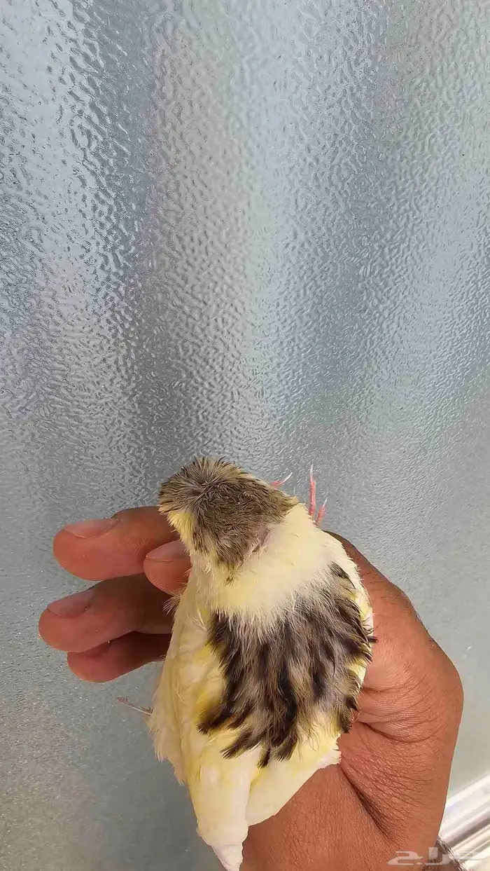 فرخ كناري غر وهدد تم البيع 4