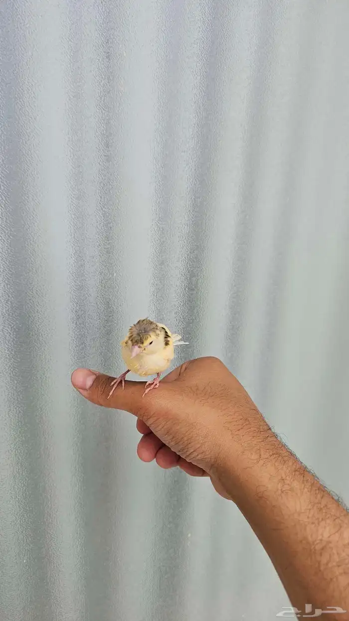 فرخ كناري غر وهدد تم البيع 7