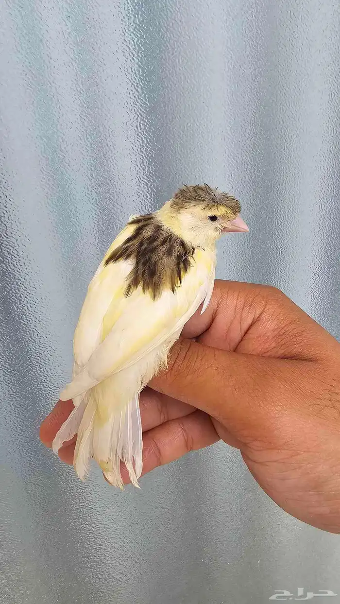 فرخ كناري غر وهدد تم البيع 2