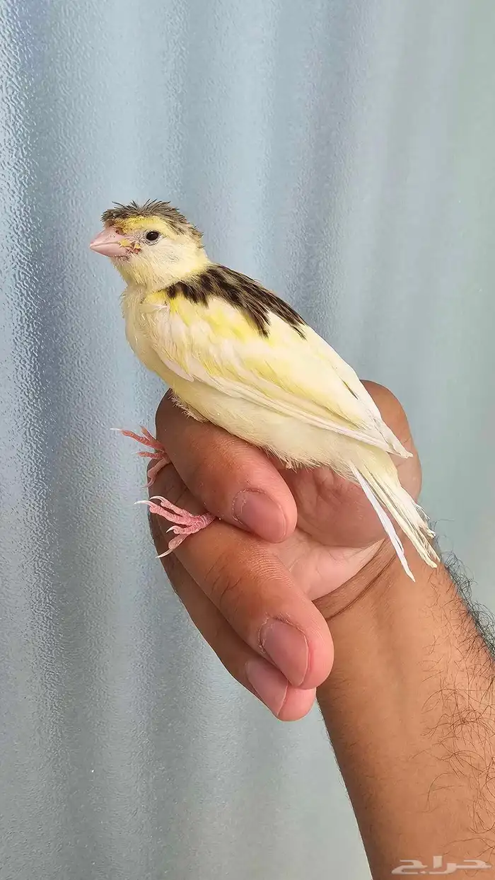 فرخ كناري غر وهدد تم البيع 5