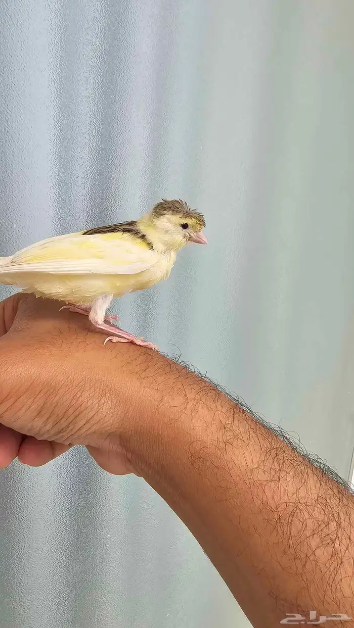 فرخ كناري غر وهدد تم البيع 10