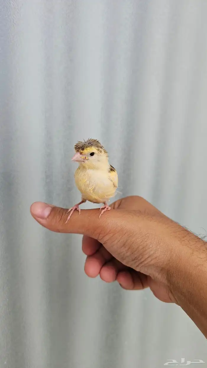 فرخ كناري غر وهدد تم البيع 8