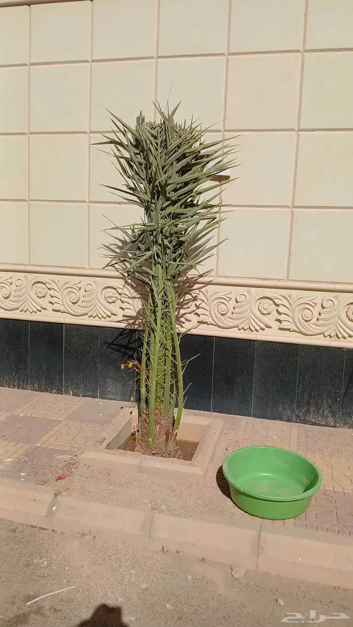 مشاءالله تبارك الرحمن نخل طيب مثمر 5