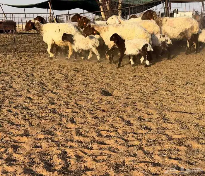 نعيم مواليد فاخره 1