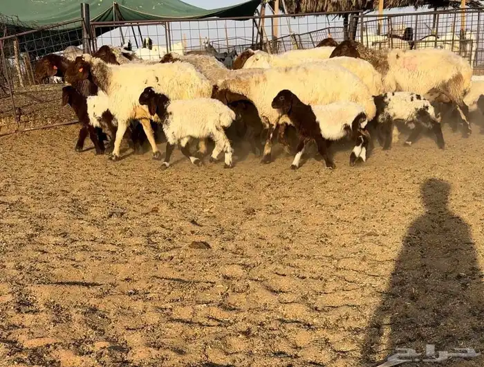 نعيم مواليد فاخره 0