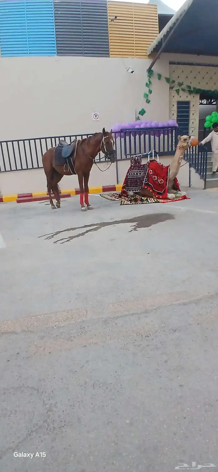 يوجد لدينا اجار جمال وا خيول وا دبابات بي اليوم وا الاسبوع 9