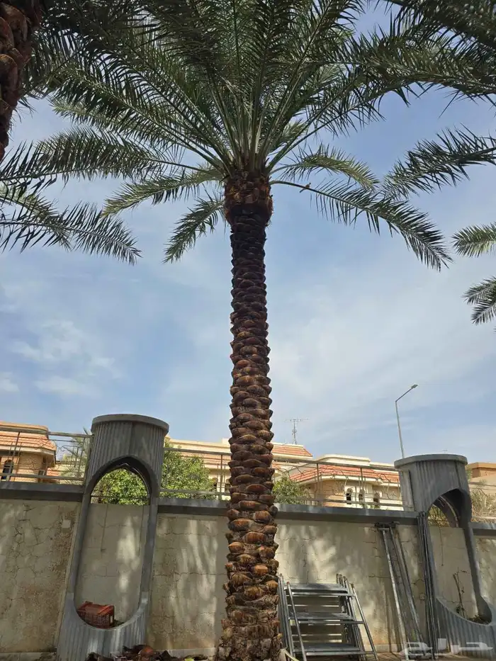 الكميه كبيره الخنل طيب واسعار طيبه 6