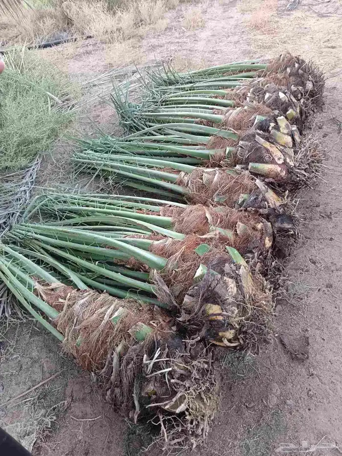 مشاءالله تبارك الرحمن نخل طيب مثمر 2