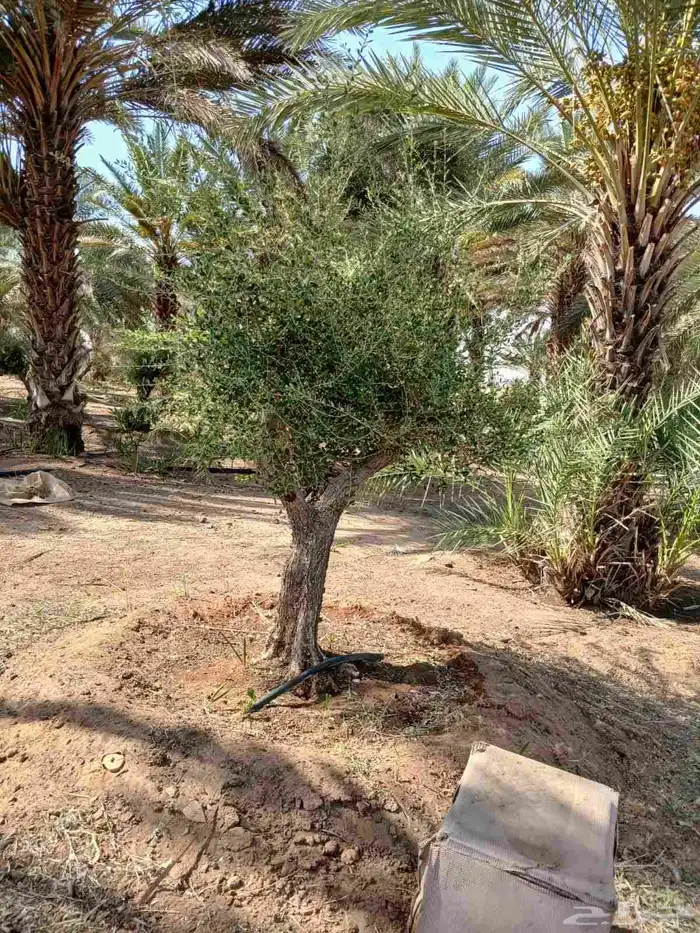 يوجد لدينا زيتون معمر مثمر جميع الأحجام ويوجد وسط ويوجد شتلا 4