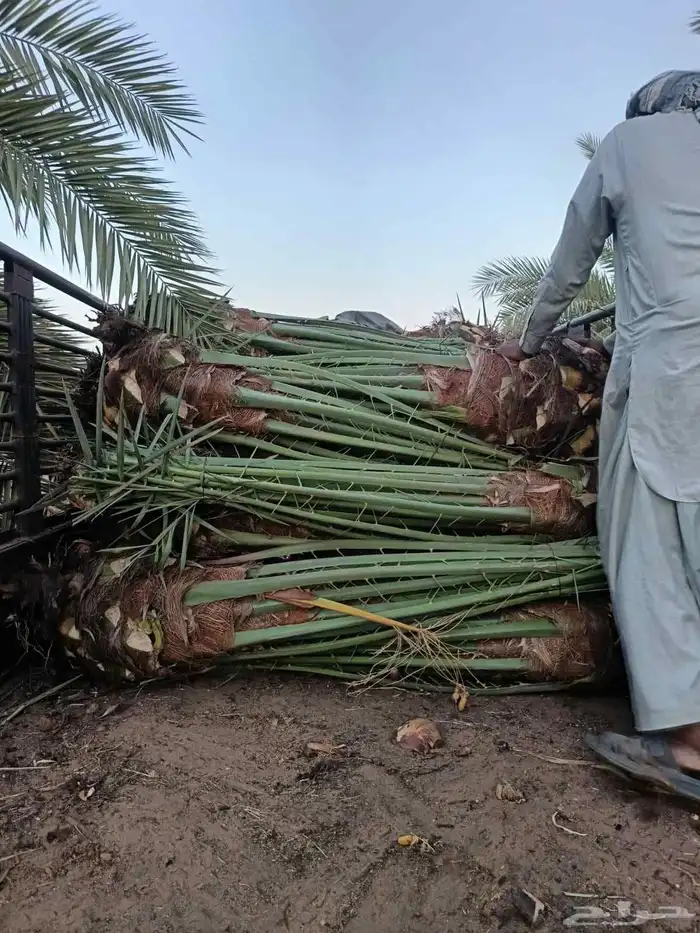 مشاءالله تبارك الرحمن نخل طيب مثمر 1