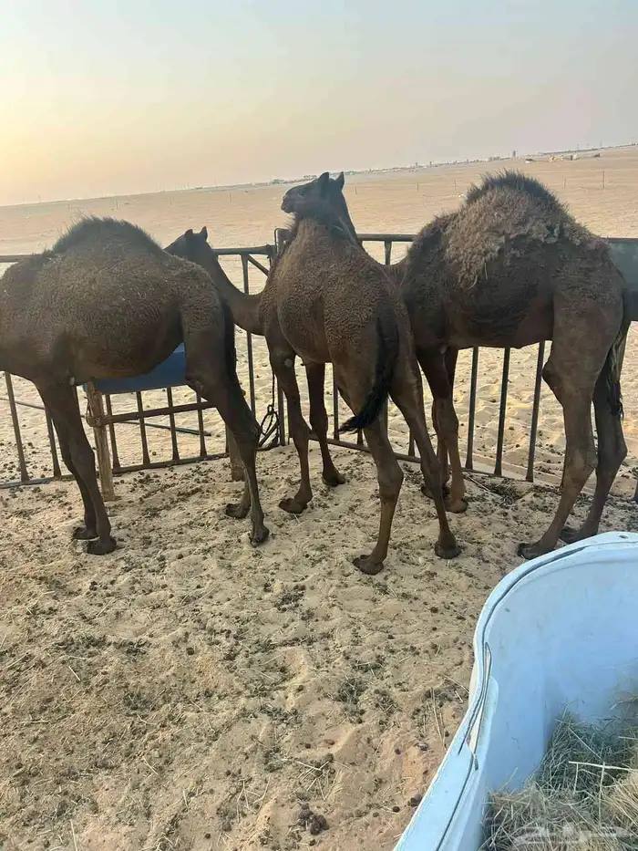 حشو لبيع 1