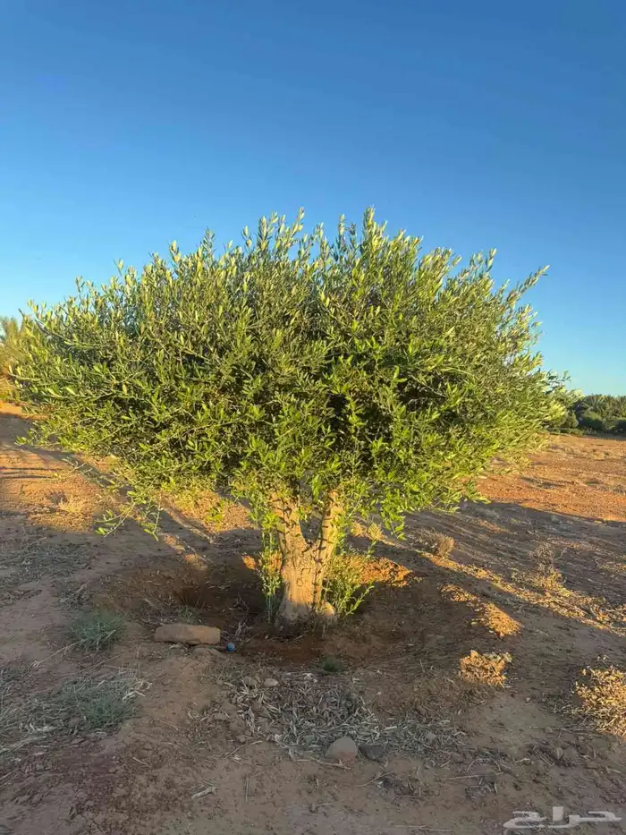 اشجار زيتون 5