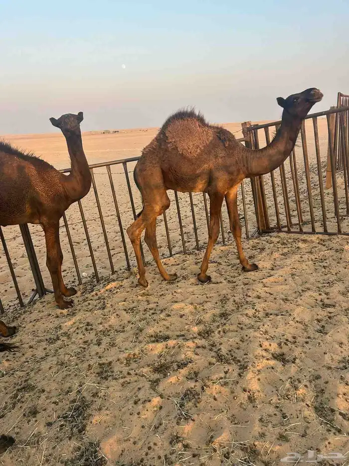 حشو لبيع 0