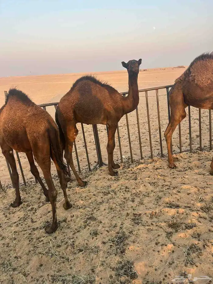 حشو لبيع 2