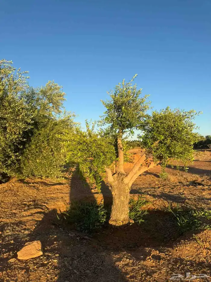 اشجار زيتون 3