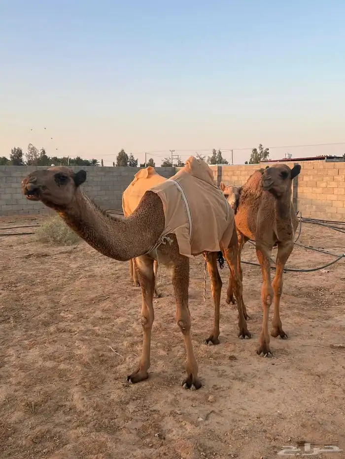 قعود وبكرتين 1