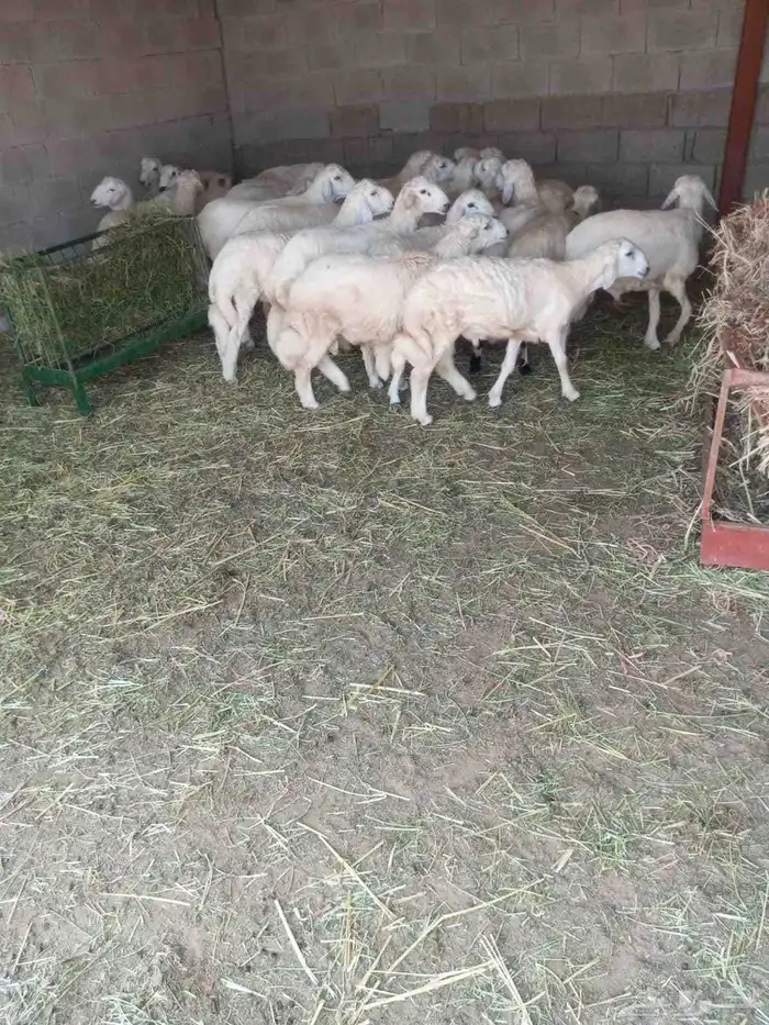 طليان سمان وطرف جبرة للبيع لايتواصل الا الصامل 0