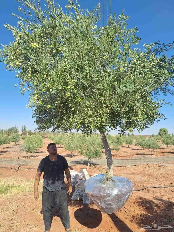 يوجد لدينا زيتون معمر مثمر جميع الأحجام ويوجد وسط ويوجد شتلا 8