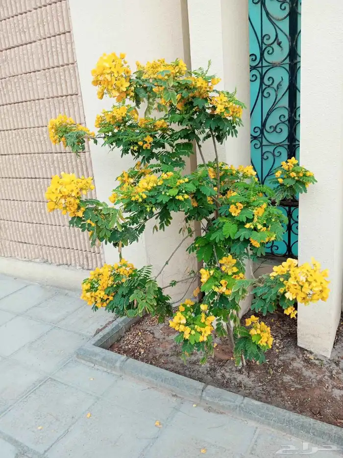 أشجار طبيعي 0