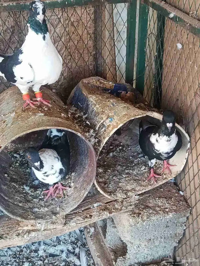 حمام سوري جوزين 0